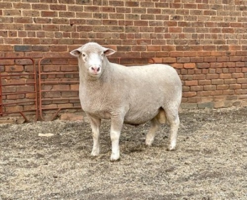1X RAM BS190487 HAGELAND ILE DE FRANCE PTY LTD