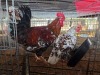 2 X BOSVELDER ROOSTER & HEN TIEGERPOORT (Per animal to take the lot)