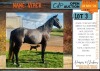 1 X S.A. BOERPERD VIPER GELDING GUSTAV COMBRINK
