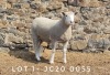 1X EWE JC200055 JANCOR IDF STOET - 2