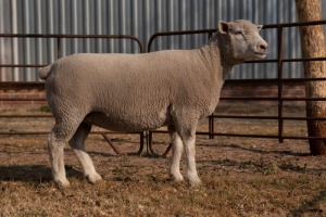 1X EWE BS180135 HAGELAND ILE DE FRANCE PTY LTD