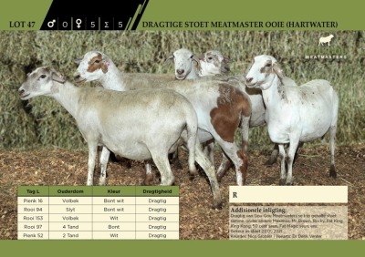 5 x Dragtige Stoet Meatmaster Ooie (Hartwater)