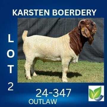 1 X BOER GOAT STUD BUCK KARSTEN BOERDERY