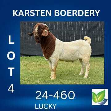 1 X BOER GOAT FLOCK ON TEAT BUCK KARSTEN BOERDERY