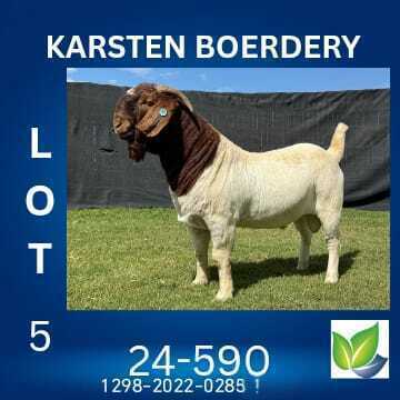 1 X BOER GOAT STUD BUCK KARSTEN BOERDERY