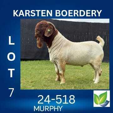 1 X BOER GOAT FLOCK BUCK KARSTEN BOERDERY