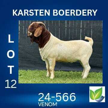 1 X BOER GOAT FLOCK ON TEAT BUCK KARSTEN BOERDERY