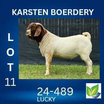 1 X BOER GOAT STUD BUCK KARSTEN BOERDERY