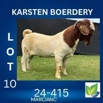 1 X BOER GOAT STUD BUCK KARSTEN BOERDERY