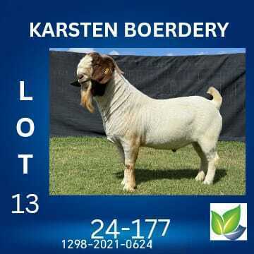 1 X BOER GOAT STUD BUCK KARSTEN BOERDERY