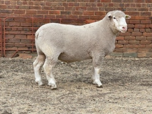 1X RAM BS200091 HAGELAND ILE DE FRANCE PTY LTD