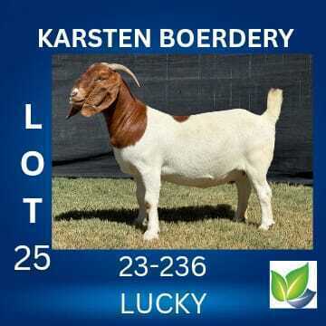 1 X BOER GOAT FLOCK ON COLOUR DOE KARSTEN BOERDERY