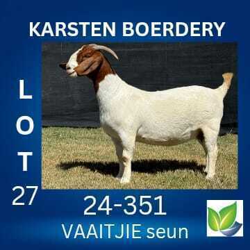 1 X BOER GOAT STUD DOE KARSTEN BOERDERY