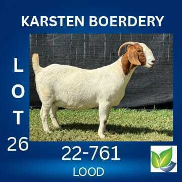 1 X BOER GOAT FLOCK DOE KARSTEN BOERDERY