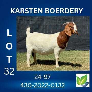 1 X BOER GOAT FLOCK ON COLOUR DOE KARSTEN BOERDERY