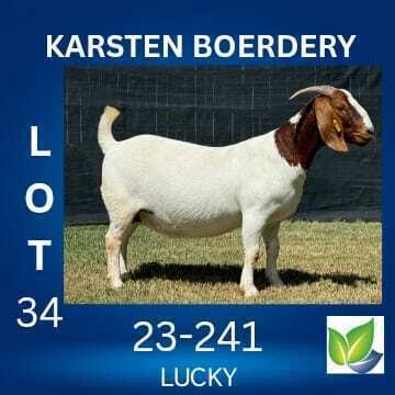 1 X BOER GOAT FLOCK ON COLOUR AND TEAT DOE KARSTEN BOERDERY