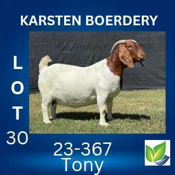 1 X BOER GOAT FLOCK DOE KARSTEN BOERDERY