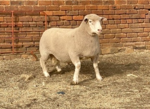 1X RAM BS190413 HAGELAND ILE DE FRANCE PTY LTD