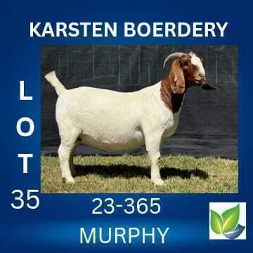 1 X BOER GOAT STUD DOE KARSTEN BOERDERY