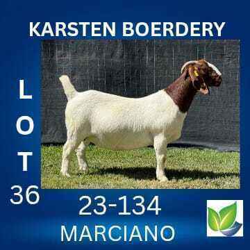 1 X BOER GOAT STUD DOE KARSTEN BOERDERY
