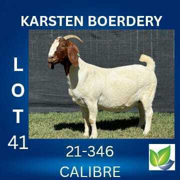 1 X BOER GOAT STUD DOE KARSTEN BOERDERY