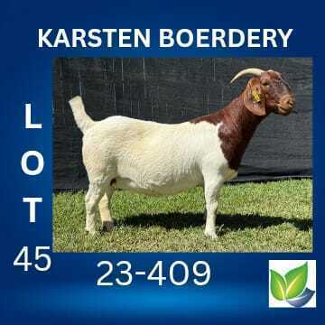 1 X BOER GOAT STUD DOE KARSTEN BOERDERY