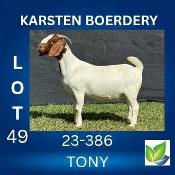 1 X BOER GOAT FLOCK DOE KARSTEN BOERDERY