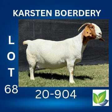 1 X BOER GOAT FLOCK DOE KARSTEN BOERDERY