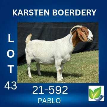 1 X BOER GOAT FLOCK ON TEAT DOE KARSTEN BOERDERY