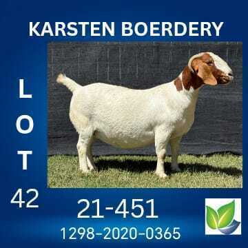 1 X BOER GOAT FLOCK DOE KARSTEN BOERDERY