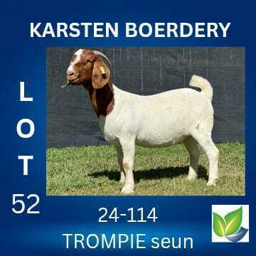 1 X BOER GOAT FLOCK DOE KARSTEN BOERDERY
