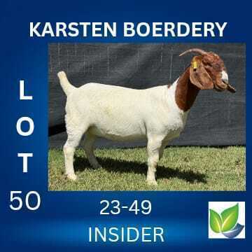 1 X BOER GOAT FLOCK ON TEAT DOE KARSTEN BOERDERY