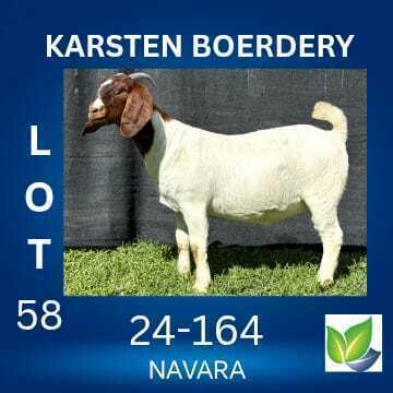 1 X BOER GOAT FLOCK DOE KARSTEN BOERDERY