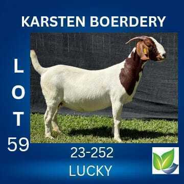 1 X BOER GOAT STUD DOE KARSTEN BOERDERY