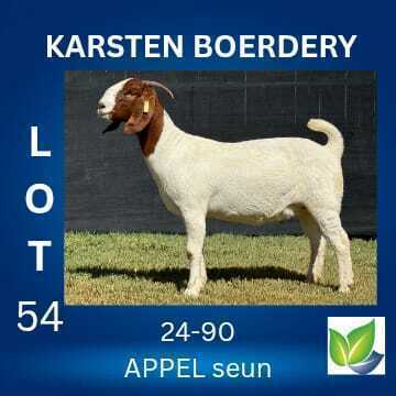 1 X BOER GOAT STUD DOE KARSTEN BOERDERY