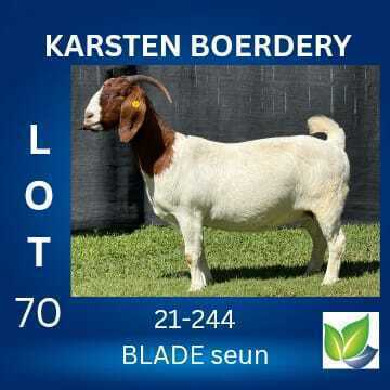 WITHDRAWN - 1 X BOER GOAT DOE KARSTEN BOERDERY