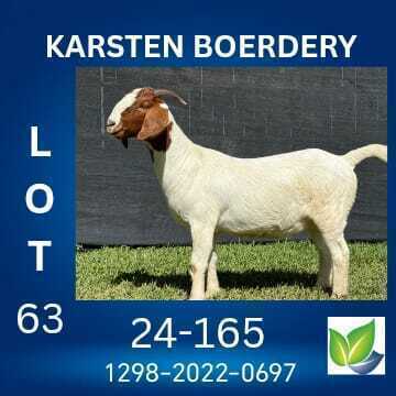 1 X BOER GOAT FLOCK DOE KARSTEN BOERDERY