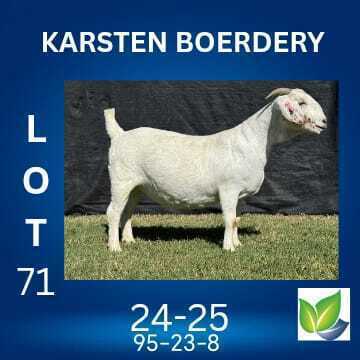 1 X SAVANNA FLOCK DOE KARSTEN BOERDERY