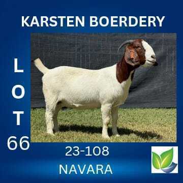 1 X BOER GOAT FLOCK DOE KARSTEN BOERDERY