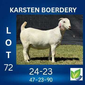 1 X SAVANNA FLOCK ON COLOUR DOE KARSTEN BOERDERY