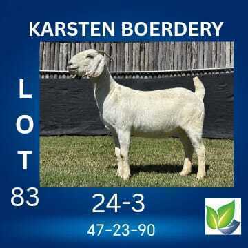 1 X SAVANNA FLOCK DOE KARSTEN BOERDERY