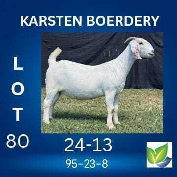 1 X SAVANNA FLOCK ON COLOUR DOE KARSTEN BOERDERY