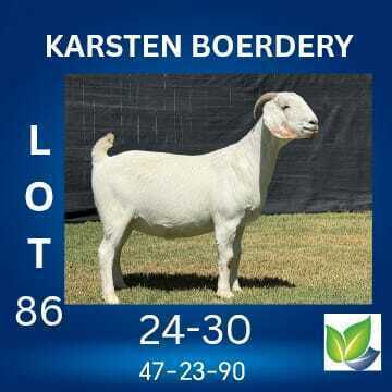 1 X SAVANNA FLOCK ON COLOUR DOE KARSTEN BOERDERY