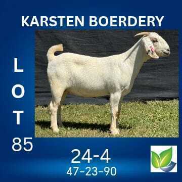 1 X SAVANNA FLOCK DOE KARSTEN BOERDERY