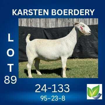 1 X SAVANNA FLOCK ON COLOUR DOE KARSTEN BOERDERY