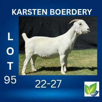 1 X SAVANNA FLOCK DOE KARSTEN BOERDERY