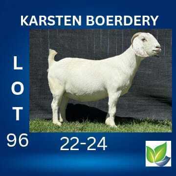 1 X SAVANNA FLOCK DOE KARSTEN BOERDERY