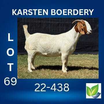 1 X BOER GOAT STUD DOE KARSTEN BOERDERY