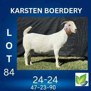 1 X SAVANNA FLOCK ON COLOUR DOE KARSTEN BOERDERY
