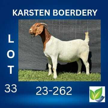 1 X BOER GOAT STUD DOE KARSTEN BOERDERY